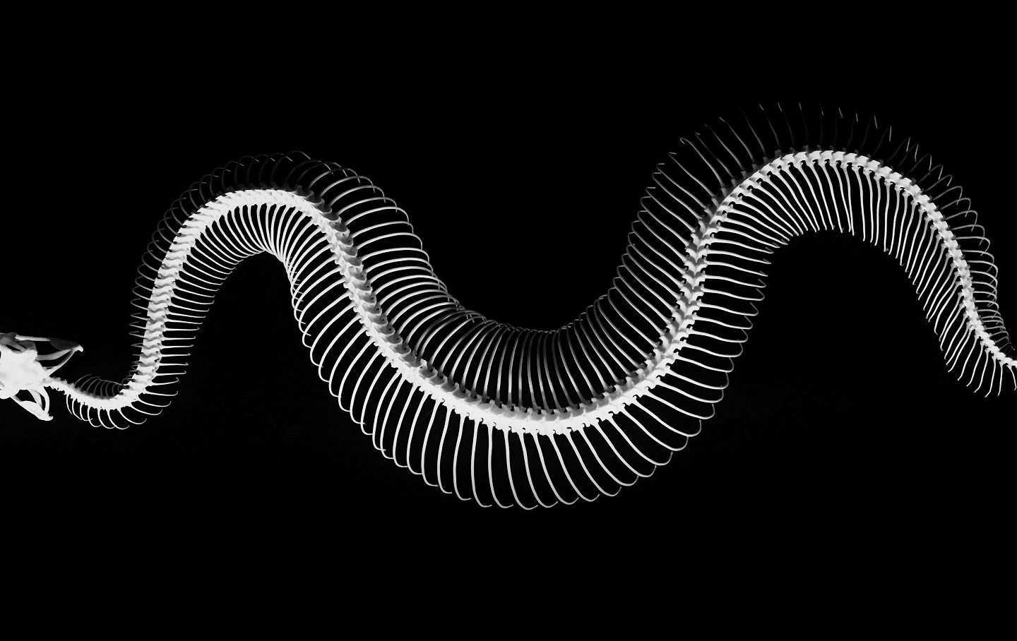 The Disappearing Bone